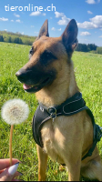 Mali- Liebhaber gesucht
