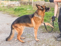 Malko ist fit, hat noch Power und geniesst Spaziergänge