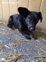 Malna, Dackel-Mix, Hündin, ca. 2 Jahre, ca. 25 cm, 6 kg