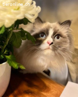 Malu&Lilly 4j. suchen zus. ein Zuhause mit Freigang