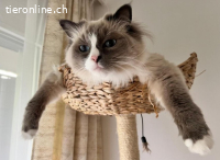 Malu&Lilly 4j. suchen zus. ein Zuhause mit Freigang