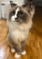 Malu&Lilly 4j. suchen zus. ein Zuhause mit Freigang