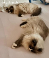 Malu&Lilly 4j. suchen zus. ein Zuhause mit Freigang