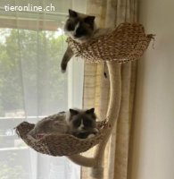 Malu&Lilly 4j. suchen zus. ein Zuhause mit Freigang