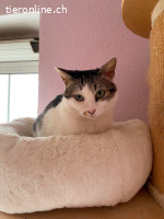 Mandi sucht Körbchen