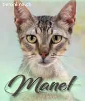 Manel, ein Schmusekaterchen
