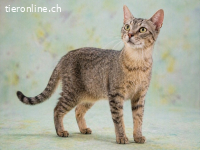 Manel, ein Schmusekaterchen