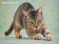 Manel, ein Schmusekaterchen