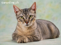 Manel, ein Schmusekaterchen