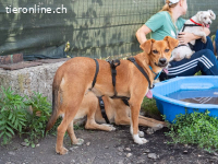 Mango - der Süße sucht ein Zuhause