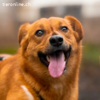 Mango - der Süße sucht ein Zuhause