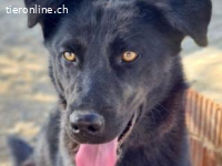 Mani - sehr freundlicher Labrador-Schäferhund-Mischling