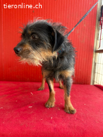 Manni, Rauhaardackel-Mix, Rüde, geb. am 15.11.2024, 38 cm