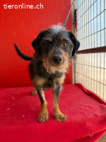 Manni, Rauhaardackel-Mix, Rüde, geb. am 15.11.2024, 38 cm