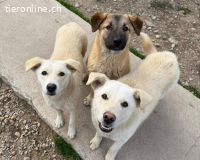 Manny-Ein junger Rüde mit großem Herzen sucht sein Zuhause