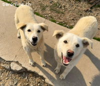 Manny-Ein junger Rüde mit großem Herzen sucht sein Zuhause