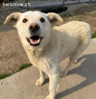 Manny-Ein junger Rüde mit großem Herzen sucht sein Zuhause