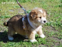 MARC, verschmuster Mischlingsbub, ca. 2 Monate