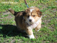 MARC, verschmuster Mischlingsbub, ca. 2 Monate