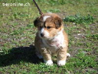 MARC, verschmuster Mischlingsbub, ca. 2 Monate