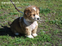 MARC, verschmuster Mischlingsbub, ca. 2 Monate