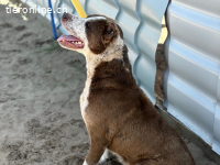 Marcello, munterer Vierbeiner