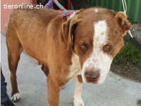 Marcello, munterer Vierbeiner