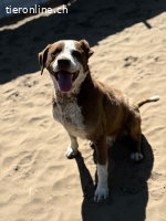 Marcello, munterer Vierbeiner