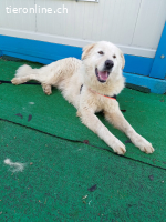 Maresciallo-ein Kuschelbär auf 4 Pfoten sucht Famlie