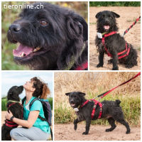 Mario, geb. ca. 02/2014 Größe: ca. 37 cm