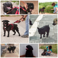 Mario, geb. ca. 02/2014 Größe: ca. 37 cm