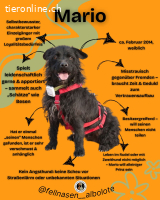 Mario, geb. ca. 02/2014 Größe: ca. 37 cm
