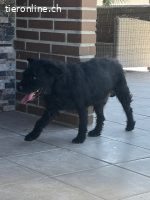 Mario, geb. ca. 02/2014 Größe: ca. 37 cm