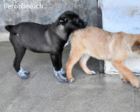 Marisca - Es soll DEIN Leben werden