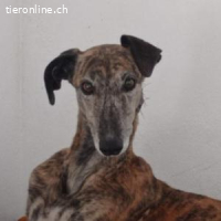 Marlén -sanfte braune Augen und zarte Erscheinung