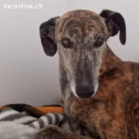 Marlén -sanfte braune Augen und zarte Erscheinung