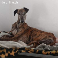 Marlén -sanfte braune Augen und zarte Erscheinung