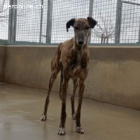 Marlén -sanfte braune Augen und zarte Erscheinung