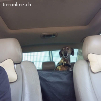 Marlén -sanfte braune Augen und zarte Erscheinung