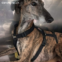 Marlén -sanfte braune Augen und zarte Erscheinung