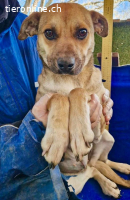 Marny – sensible Junghündin sucht Geborgenheit