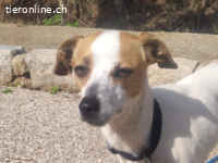 Marta - kleine Hündin mit einem großen Herzen