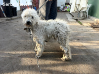 Marvin-3, bezaubernde Fellnase