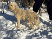 Marvin-3, bezaubernde Fellnase