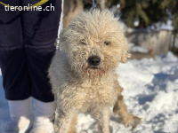 Marvin-3, bezaubernde Fellnase