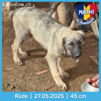 Mathi neugierig, aufgeweckt, möchte sein Herz verschenken