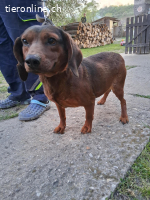 Matti, Dackel-Mix, Rüde, ca. 4 Jahre, ca. 35 cm