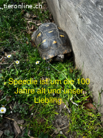 Maurische Landschildkröten und Breitrand abzugeben