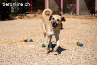 Maverick (5Jahre)  - sucht ein ruhiges Zuhause