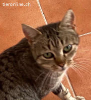 Max sucht liebevolles Zuhause (FeLV+)